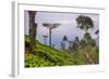 Tea Plantation-Matthew Williams-Ellis-Framed Photographic Print