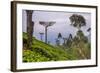 Tea Plantation-Matthew Williams-Ellis-Framed Photographic Print