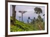 Tea Plantation-Matthew Williams-Ellis-Framed Photographic Print