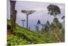 Tea Plantation-Matthew Williams-Ellis-Mounted Photographic Print