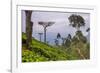 Tea Plantation-Matthew Williams-Ellis-Framed Photographic Print