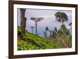 Tea Plantation-Matthew Williams-Ellis-Framed Photographic Print