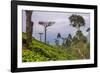 Tea Plantation-Matthew Williams-Ellis-Framed Photographic Print