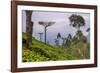 Tea Plantation-Matthew Williams-Ellis-Framed Photographic Print