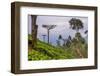 Tea Plantation-Matthew Williams-Ellis-Framed Photographic Print