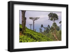 Tea Plantation-Matthew Williams-Ellis-Framed Photographic Print