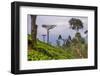 Tea Plantation-Matthew Williams-Ellis-Framed Photographic Print