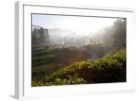 Tea Plantations and Road, Munnar, Western Ghats, Kerala, South India-Peter Adams-Framed Photographic Print