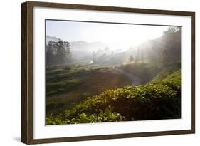 Tea Plantations and Road, Munnar, Western Ghats, Kerala, South India-Peter Adams-Framed Photographic Print