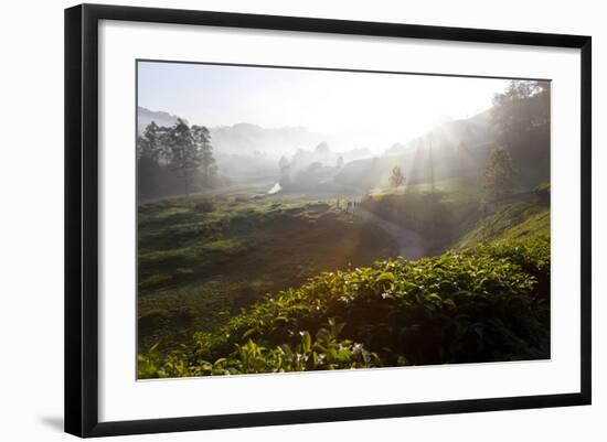 Tea Plantations and Road, Munnar, Western Ghats, Kerala, South India-Peter Adams-Framed Photographic Print