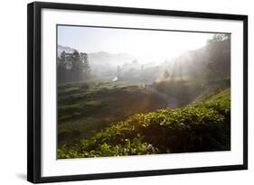 Tea Plantations and Road, Munnar, Western Ghats, Kerala, South India-Peter Adams-Framed Photographic Print