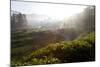 Tea Plantations and Road, Munnar, Western Ghats, Kerala, South India-Peter Adams-Mounted Photographic Print