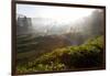 Tea Plantations and Road, Munnar, Western Ghats, Kerala, South India-Peter Adams-Framed Photographic Print