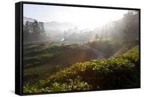 Tea Plantations and Road, Munnar, Western Ghats, Kerala, South India-Peter Adams-Framed Stretched Canvas