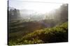 Tea Plantations and Road, Munnar, Western Ghats, Kerala, South India-Peter Adams-Stretched Canvas