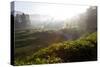 Tea Plantations and Road, Munnar, Western Ghats, Kerala, South India-Peter Adams-Stretched Canvas