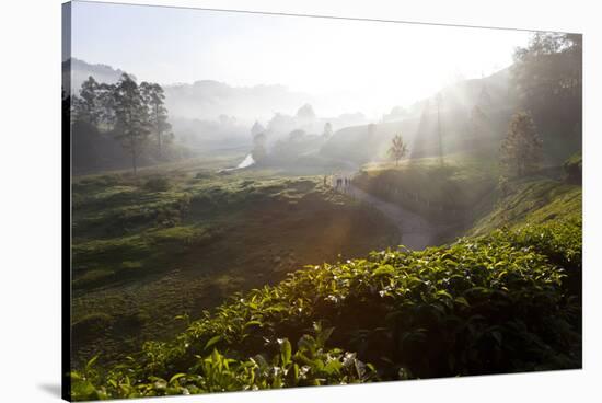 Tea Plantations and Road, Munnar, Western Ghats, Kerala, South India-Peter Adams-Stretched Canvas