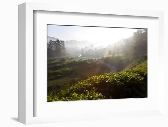 Tea Plantations and Road, Munnar, Western Ghats, Kerala, South India-Peter Adams-Framed Photographic Print