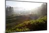 Tea Plantations and Road, Munnar, Western Ghats, Kerala, South India-Peter Adams-Mounted Photographic Print