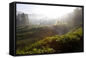Tea Plantations and Road, Munnar, Western Ghats, Kerala, South India-Peter Adams-Framed Stretched Canvas