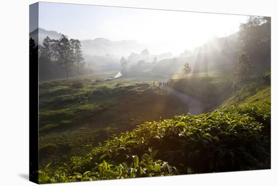 Tea Plantations and Road, Munnar, Western Ghats, Kerala, South India-Peter Adams-Stretched Canvas