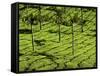 Tea Plantations, Devikulam, Near Munnar, India, Asia-Balan Madhavan-Framed Stretched Canvas