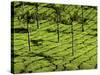 Tea Plantations, Devikulam, Near Munnar, India, Asia-Balan Madhavan-Stretched Canvas