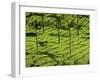 Tea Plantations, Devikulam, Near Munnar, India, Asia-Balan Madhavan-Framed Photographic Print