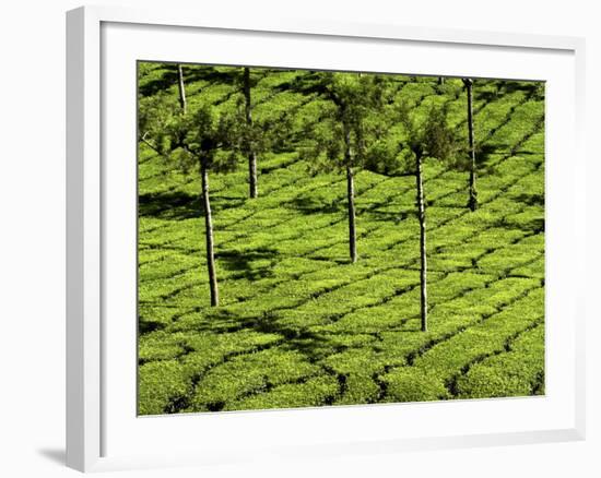 Tea Plantations, Devikulam, Near Munnar, India, Asia-Balan Madhavan-Framed Photographic Print