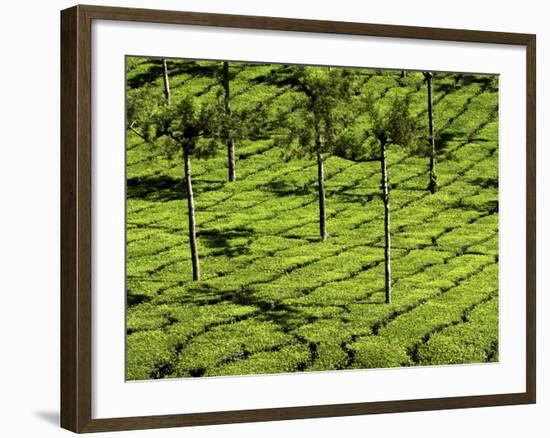 Tea Plantations, Devikulam, Near Munnar, India, Asia-Balan Madhavan-Framed Photographic Print