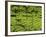 Tea Plantations, Devikulam, Near Munnar, India, Asia-Balan Madhavan-Framed Photographic Print