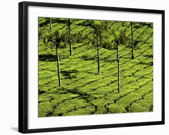 Tea Plantations, Devikulam, Near Munnar, India, Asia-Balan Madhavan-Framed Photographic Print