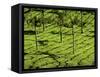 Tea Plantations, Devikulam, Near Munnar, India, Asia-Balan Madhavan-Framed Stretched Canvas