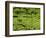 Tea Plantations, Devikulam, Near Munnar, India, Asia-Balan Madhavan-Framed Photographic Print