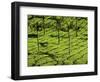 Tea Plantations, Devikulam, Near Munnar, India, Asia-Balan Madhavan-Framed Photographic Print