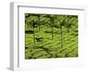 Tea Plantations, Devikulam, Near Munnar, India, Asia-Balan Madhavan-Framed Photographic Print