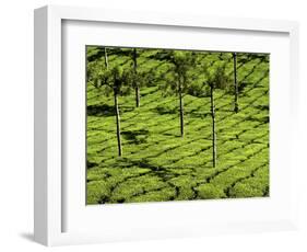 Tea Plantations, Devikulam, Near Munnar, India, Asia-Balan Madhavan-Framed Photographic Print