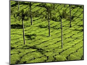 Tea Plantations, Devikulam, Near Munnar, India, Asia-Balan Madhavan-Mounted Photographic Print