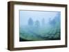 Tea plantations in mist, Munnar, Western Ghats Mountains, Kerala, India, Asia-Photo Escapes-Framed Photographic Print