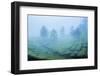 Tea plantations in mist, Munnar, Western Ghats Mountains, Kerala, India, Asia-Photo Escapes-Framed Photographic Print