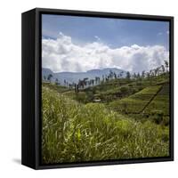 Tea Plantations in the Hill Country, Sri Lanka, Asia-Charlie Harding-Framed Stretched Canvas