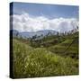 Tea Plantations in the Hill Country, Sri Lanka, Asia-Charlie Harding-Stretched Canvas