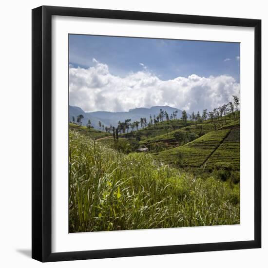 Tea Plantations in the Hill Country, Sri Lanka, Asia-Charlie Harding-Framed Premium Photographic Print