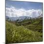 Tea Plantations in the Hill Country, Sri Lanka, Asia-Charlie Harding-Mounted Premium Photographic Print