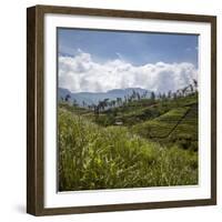 Tea Plantations in the Hill Country, Sri Lanka, Asia-Charlie Harding-Framed Photographic Print