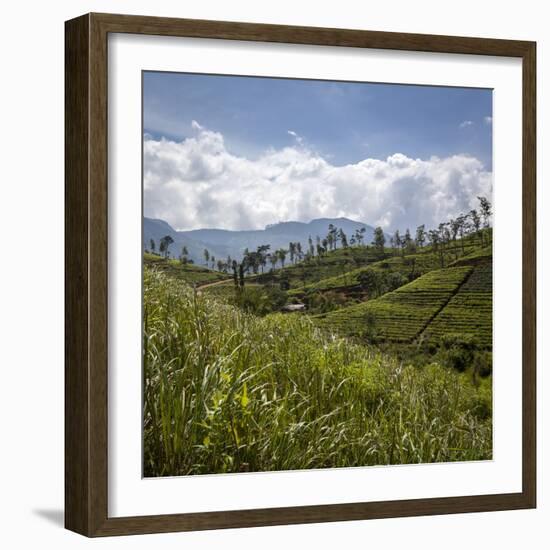 Tea Plantations in the Hill Country, Sri Lanka, Asia-Charlie Harding-Framed Photographic Print