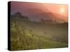 Tea Plantations, Munnar, Western Ghats, Kerala, India-Michele Falzone-Stretched Canvas