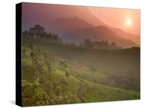 Tea Plantations, Munnar, Western Ghats, Kerala, India-Michele Falzone-Stretched Canvas