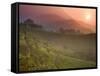 Tea Plantations, Munnar, Western Ghats, Kerala, India-Michele Falzone-Framed Stretched Canvas