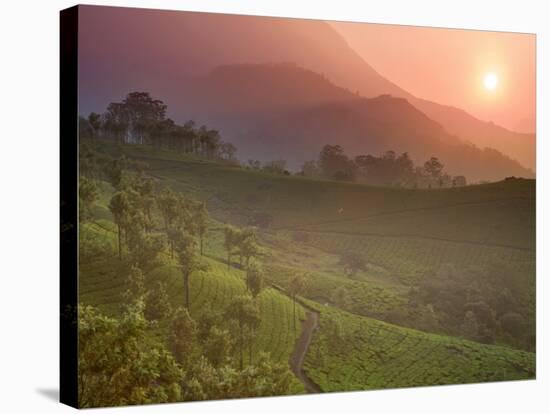 Tea Plantations, Munnar, Western Ghats, Kerala, India-Michele Falzone-Stretched Canvas